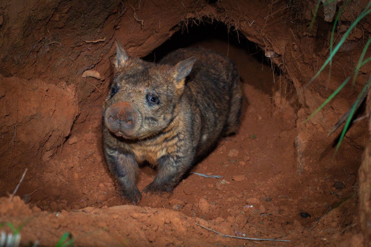 **VIDEO AVAILABLE. CONTACT INFO@COVERMG.COM TO RECEIVE.**

Ecologists are ecstatic to have captured rare footage of a critically endangered Wombat in Australia.

Members of the Australian Wildlife Con ...