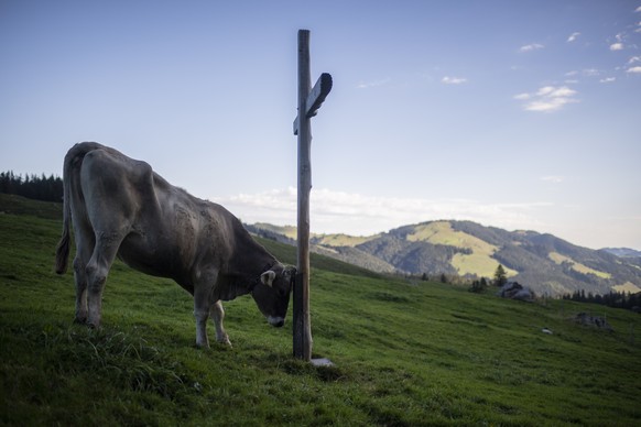 Eine Kuh kratzt sich an einem Kreuz, vor der Alpabfahrt der Familie Faessler von der Alp Dunkelberndli, am Samstag, 5.September 2020, in Schwende. Die Familie Faessler verbrachte den Sommer von Mai bi ...