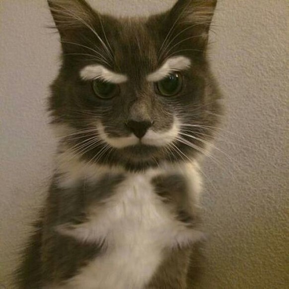 cute news tier katze

https://www.pinterest.ch/pin/1121888957169340108/