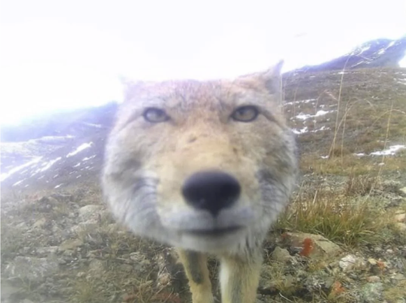 Die lustigsten Bilder von der Wildtierkamera: Tibetfuchs