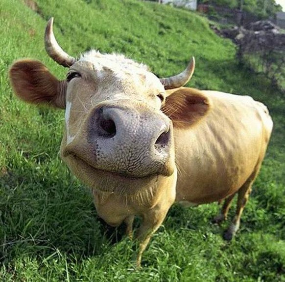 Diese Kuh lacht scheinbar leidenschaftlich für die Kamera.