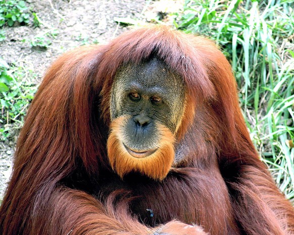 Männlicher Sumatra-Orang-Utan (Pongo abelii)