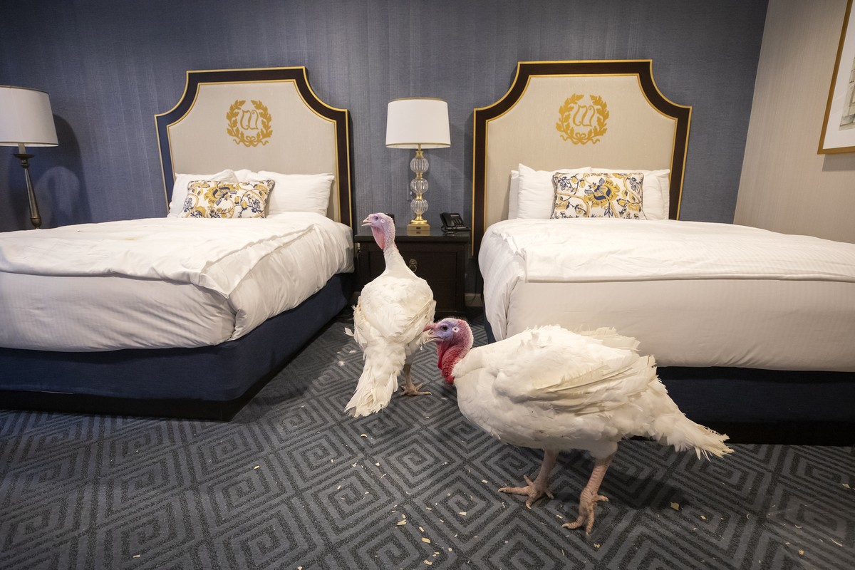 epa08025109 National Thanksgiving Turkeys 'Bread' (L) and 'Butter' (R) relax in their suite at the Willard InterContinental hotel in Washington, DC, USA, 25 November 2019. One of t ...