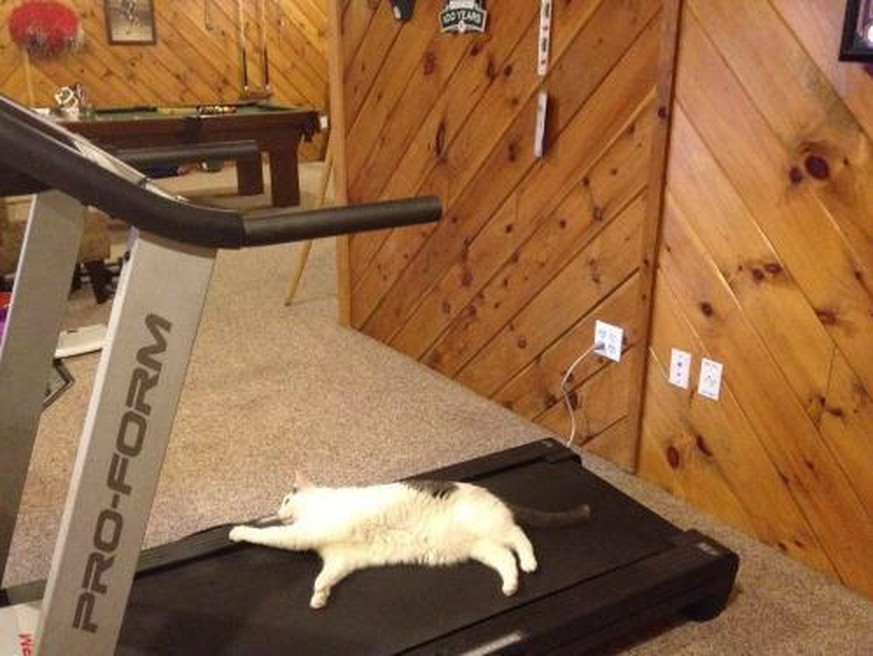10 Katzen, die definitiv sportlicher sind als du