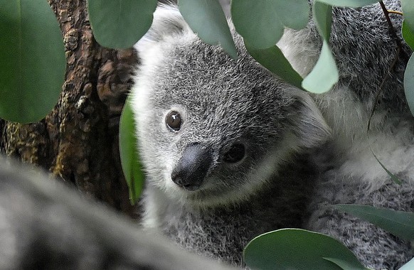 FILE - A young koala looks through eucalyptus leaves in a zoo in Duisburg, Germany, Friday, Sept. 28, 2018. Koalas have been declared officially endangered in eastern Australia as they fall prey to di ...
