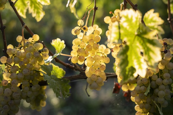Grapes of the Fendant variety (further west also called Chasselas) hang heavily on the vine, a few days before the harvest, on Saturday Samedi, September 9, 2023 in Valencon near Flanthey, municipality ...