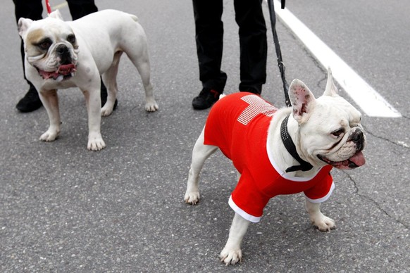 Gefragte Rasse zum Kauf übers Internet: Bulldoggen.