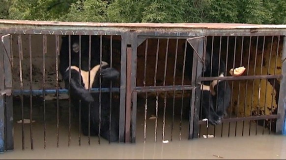Zwei Bären in überfluteten Käfigen nach Hochwasser im russischen Ussurijsk.