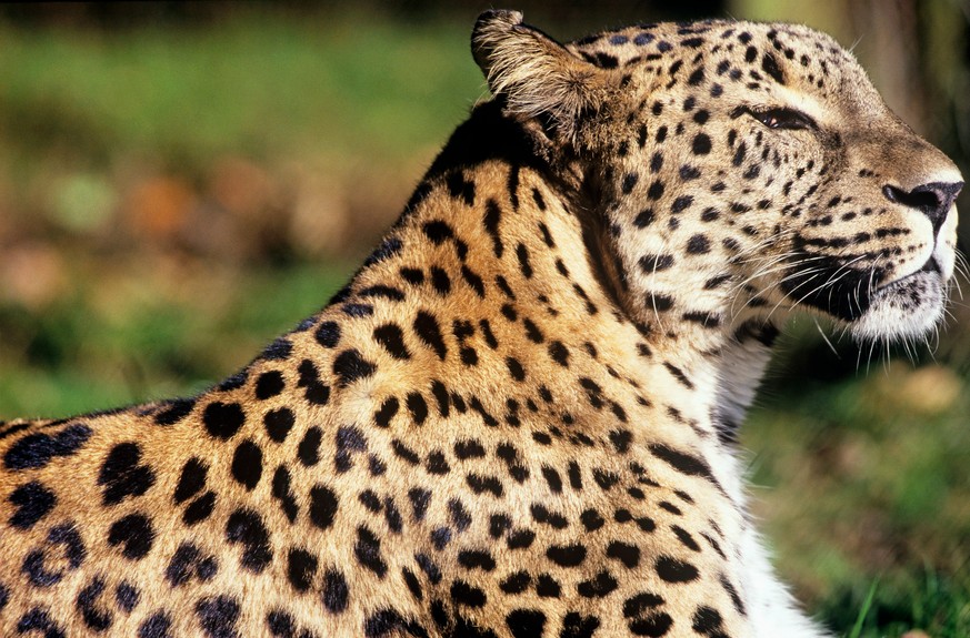 Persian Leopard (Panthera pardus saxicolor) (Quelle: WWF)