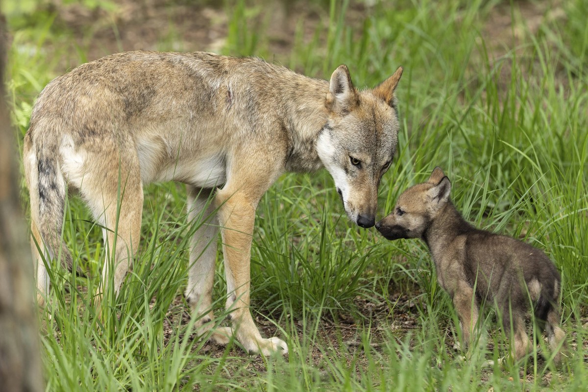 Les Grisons interrompent l'abattage des jeunes loups.