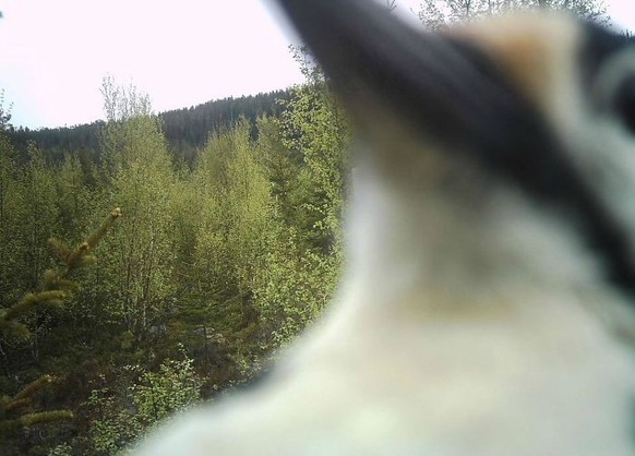 cute news tier vogel wildtierkamera

https://imgur.com/this-was-last-photo-ever-taken-by-friends-trail-camera-SmUKtuJ