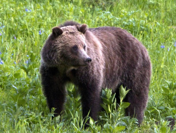FILE - This July 6, 2011 file photo shows a grizzly bear roaming near Beaver Lake in Yellowstone National Park, Wyo. Federal wildlife officials say they want to maintain grizzly bear numbers in the three-state Yellowstone region near current levels as they move to lift protections for the threatened species possibly early next year. U.S. Fish and Wildlife spokeswoman Serena Baker said Wednesday, Dec. 9, 2015, that the agency has set a management goal of 674 grizzly bears across the 19,000-square-mile region. Thats consistent with the average grizzly population between 2002 and 2014, but slightly below the most recent tally of 714 bears. (AP Photo/Jim Urquhart, File)