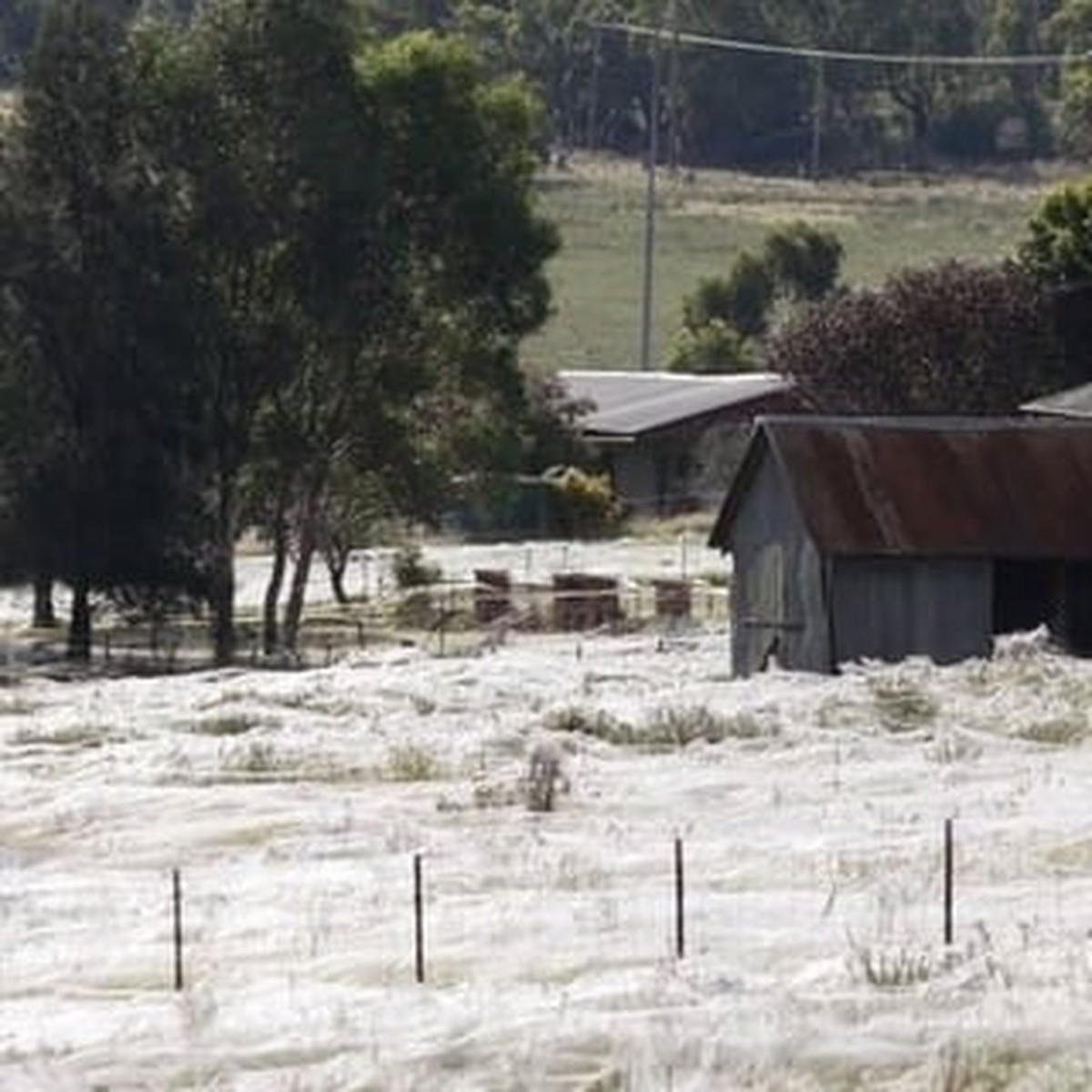 creepy nature

https://www.reddit.com/r/oddlyterrifying/comments/1lsyhk4/an_extremely_rare_phenomenon_spider_webs_covering/