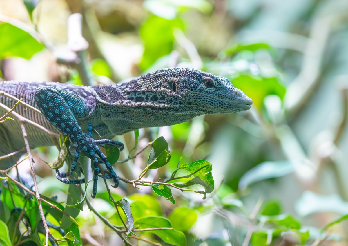 Blauer Baumwaran Varanus macraei