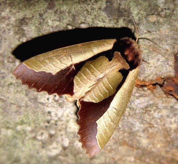 Dead Leaf Moth [Uropyia meticulodina]

https://www.reddit.com/r/AIDKE/comments/1v73l7l/dead_leaf_moth_uropyia_meticulodina/