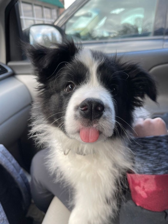 cute news tier hund

https://ch.pinterest.com/pin/187603140724508472/