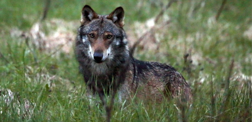 Ein Wolf, aufgenommen beim Dorfeingang von Bellwald im Obergoms, Wallis, am 28. Mai 2013.