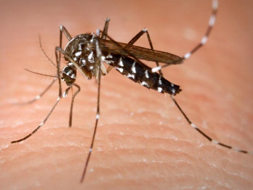 Wenn sie eine infizierte Person gestochen hat, kann die Asiatische Tigermücke Viren übertragen.