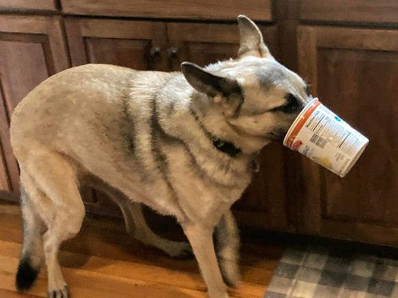 animal cute news tier hund doggo

https://www.reddit.com/r/AnimalsBeingDerps/comments/qltcc2/my_dog_likes_yogurt/