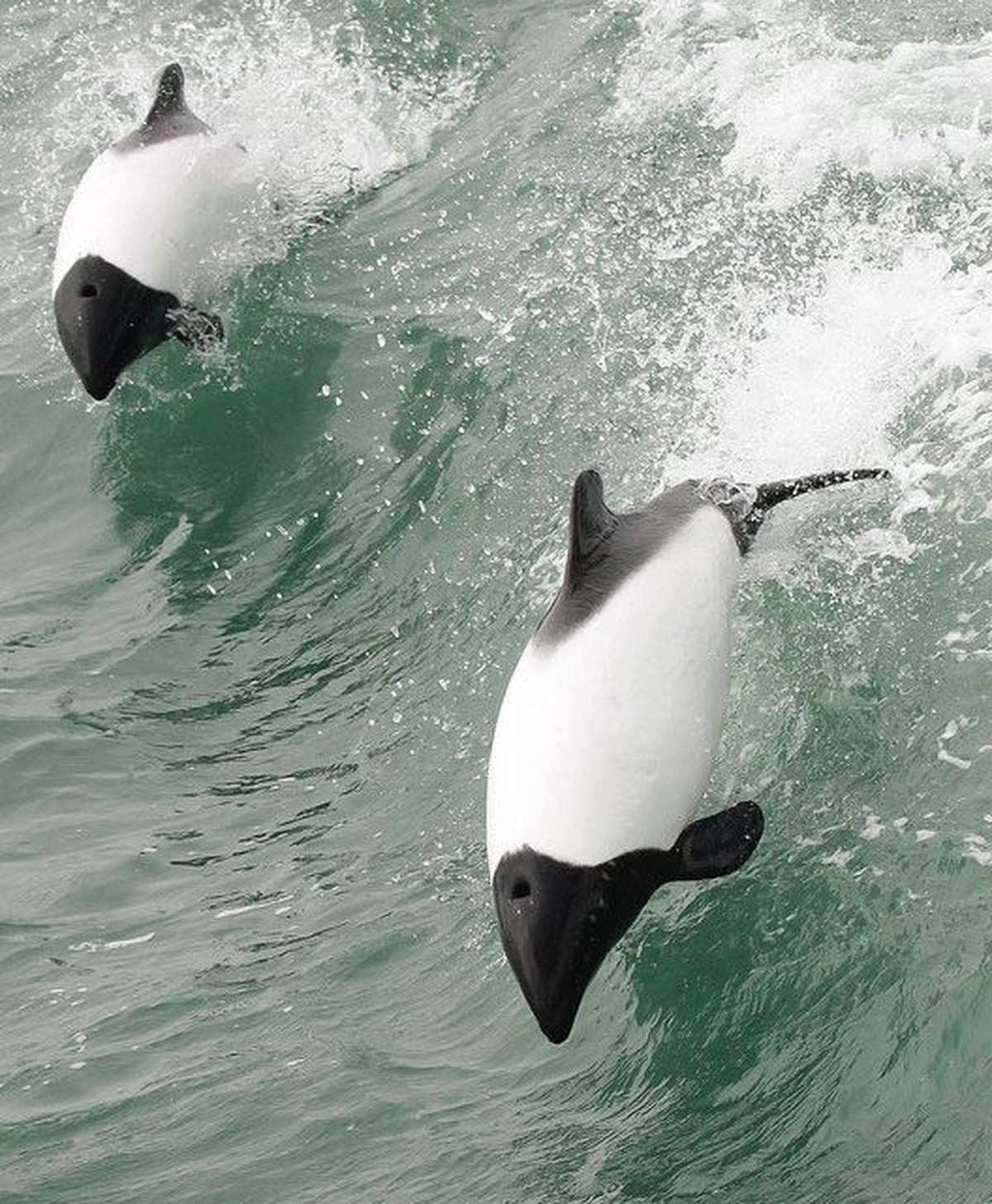Commerson-Delfin

https://www.flickr.com/photos/33837393@N08/13090719624