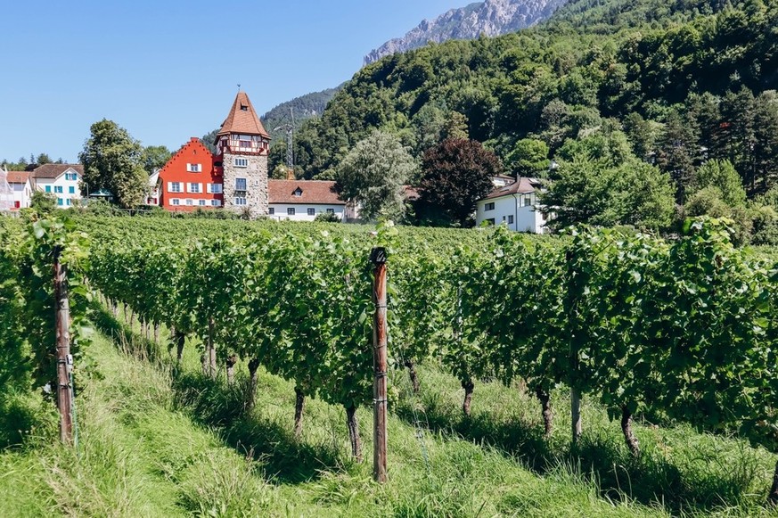 Weinberge in Vaduz.