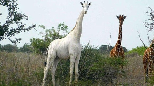 Normale Tiere und andere Dinge in besonderen Farben und darum von besonderer Schönheit.