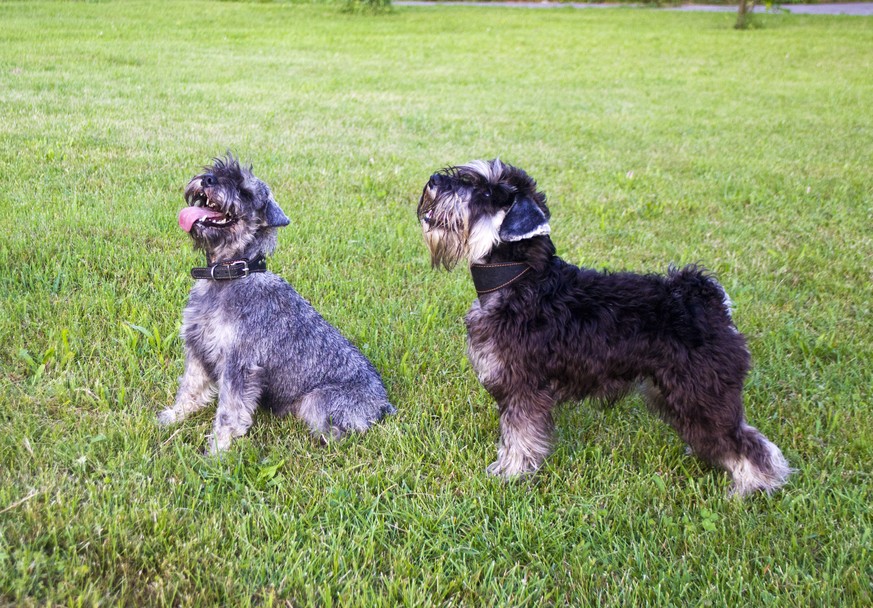 Miniatur Schnauzer