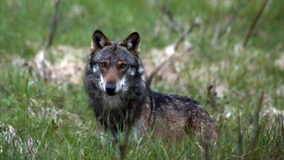 ARCHIV ? ZU DEN THEMEN AN DER HERBSTSESSION DER EIDGENOESSISCHEN RAETE VON HEUTE DIENSTAG, 10. SEPTEMBER 2019, STELLEN WIR IHNEN FOLGENDES BILDMATERIAL ZUR VERFUEGUNG - Ein Wolf, mutmasslich &quot;M35 ...