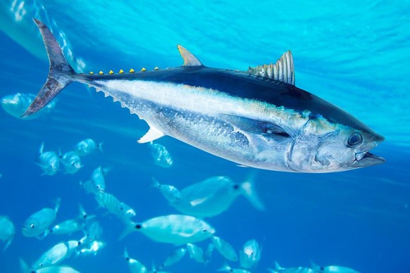 blauflossen thunfisch