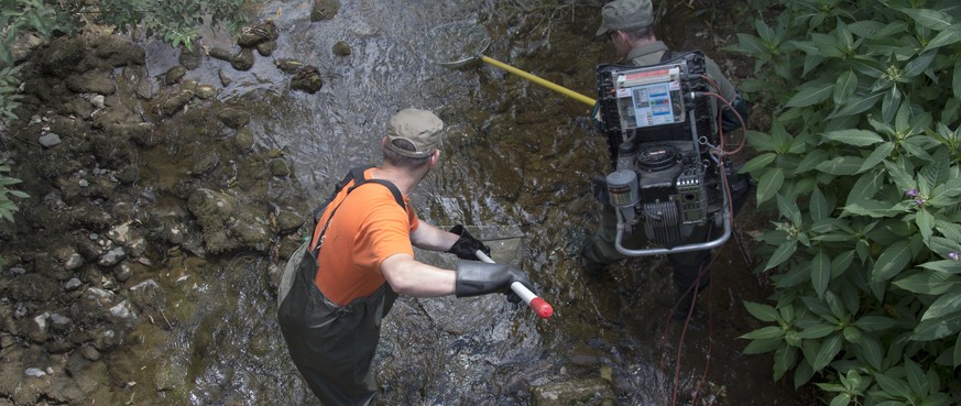 Ein Zivilschutzteam mit einem Elektroabfischgeraet, rechts, und einem Netz, links, fischt wegen der anhaltenden Hitze Fische aus dem Homburger Bach in Thuernen, am Montag, 20. Juli 2015. (KEYSTONE/Geo ...