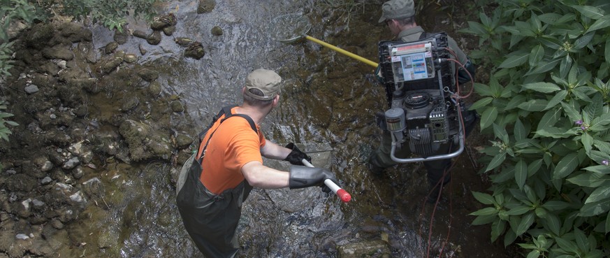 Ein Zivilschutzteam mit einem Elektroabfischgeraet, rechts, und einem Netz, links, fischt wegen der anhaltenden Hitze Fische aus dem Homburger Bach in Thuernen, am Montag, 20. Juli 2015. (KEYSTONE/Geo ...