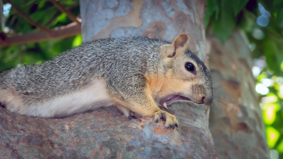 cute news tier eichhörnchen
https://www.reddit.com/r/squirrels/comments/1e4qibu/vicious_rabid_squirrel_is_what_this_squirrel/