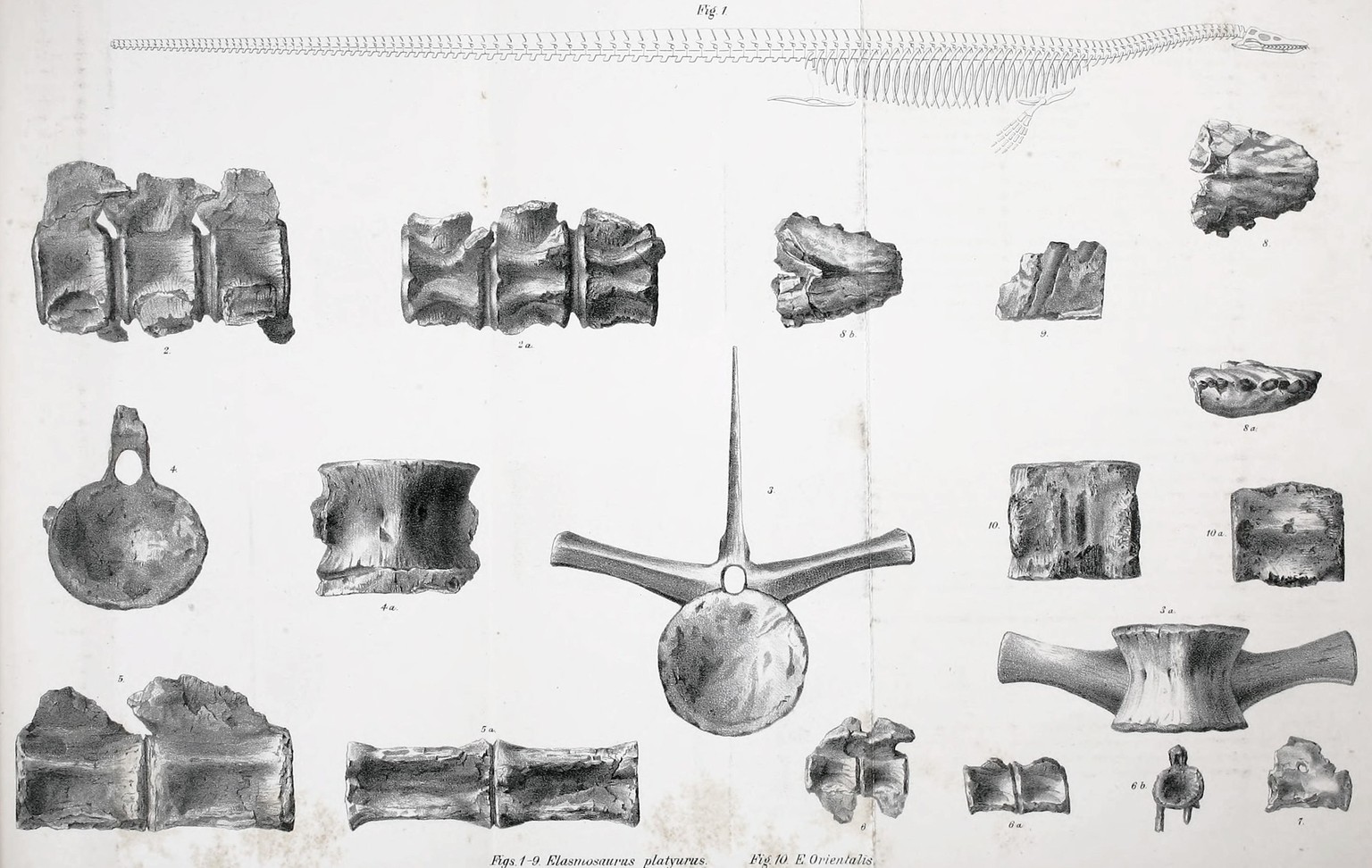 Cope&#039;s 1869 Rekonstruktion von Elasmosaurus oben, mit dem Kopf am falschen Ende und ohne Hinterbeine, und Holotypelemente von E. platyurus (1-9) und E. orientalis (10) unten. 1869