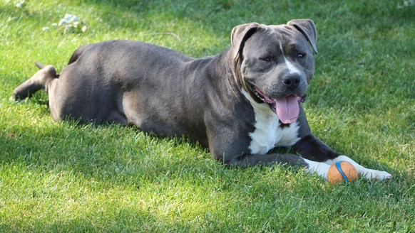 XL Bully Hund Dog