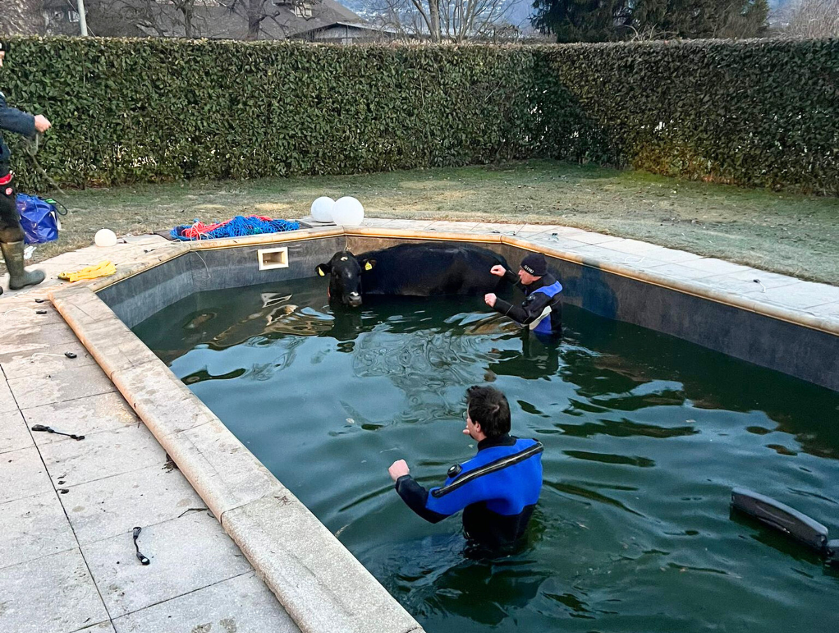 Rettungsaktion Kuh Tessin Fasnacht, März 2025
