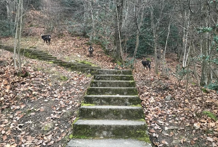 Sentier du Télégraphe montreux glion rauszeit schweiz wandern treppenwandern treppen