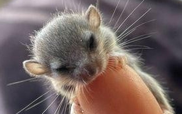 cute news tier

https://www.reddit.com/r/squirrels/comments/197ej61/really_cold_today/
