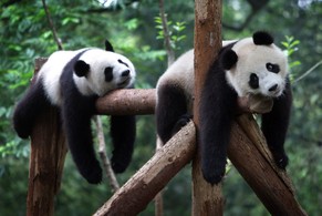 Diese Pandas wurden 2011 in Shanghai aufgenommen.