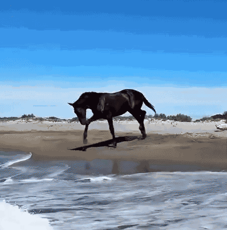 Animiertes GIF