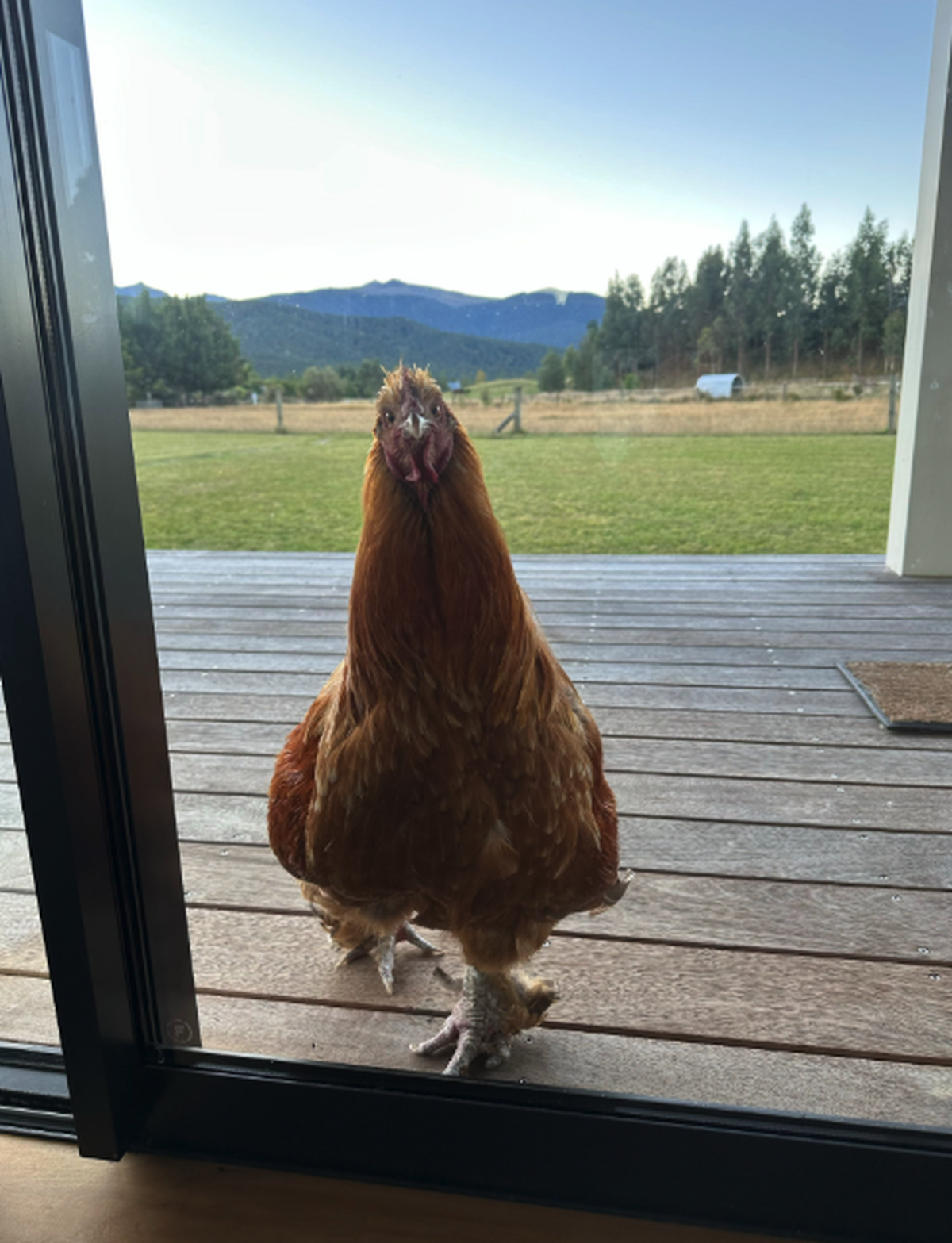 Huhn

https://www.threads.com/share/BBaEG33UNd/