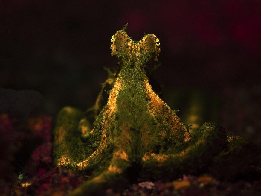 https://oceanographicmagazine.com/opa-winner/young-ocean-photographer-of-the-year-2024-jacguy2/