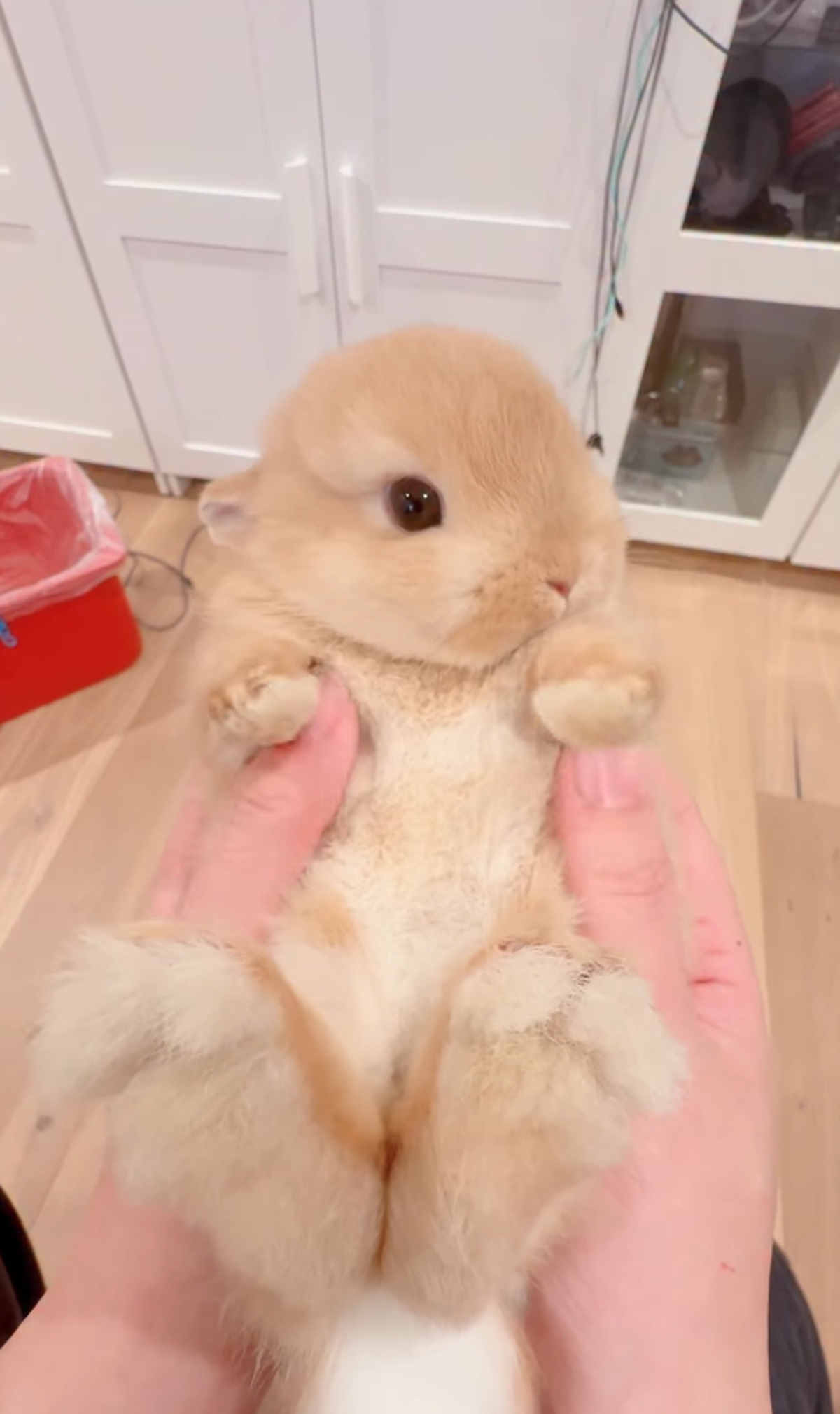Hase in Hand.

https://www.instagram.com/reel/DTos79eEd61/?utm_source=ig_web_copy_link&amp;amp;stkn=MzRlODBiNWFlZA==