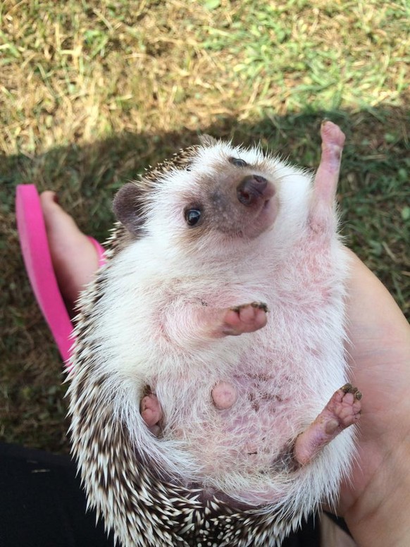 Igel reckt Faust in die Höhe.

https://www.reddit.com/r/pics/comments/2d41hl/i_showed_my_friend_who_owns_a_hedgehog_the/