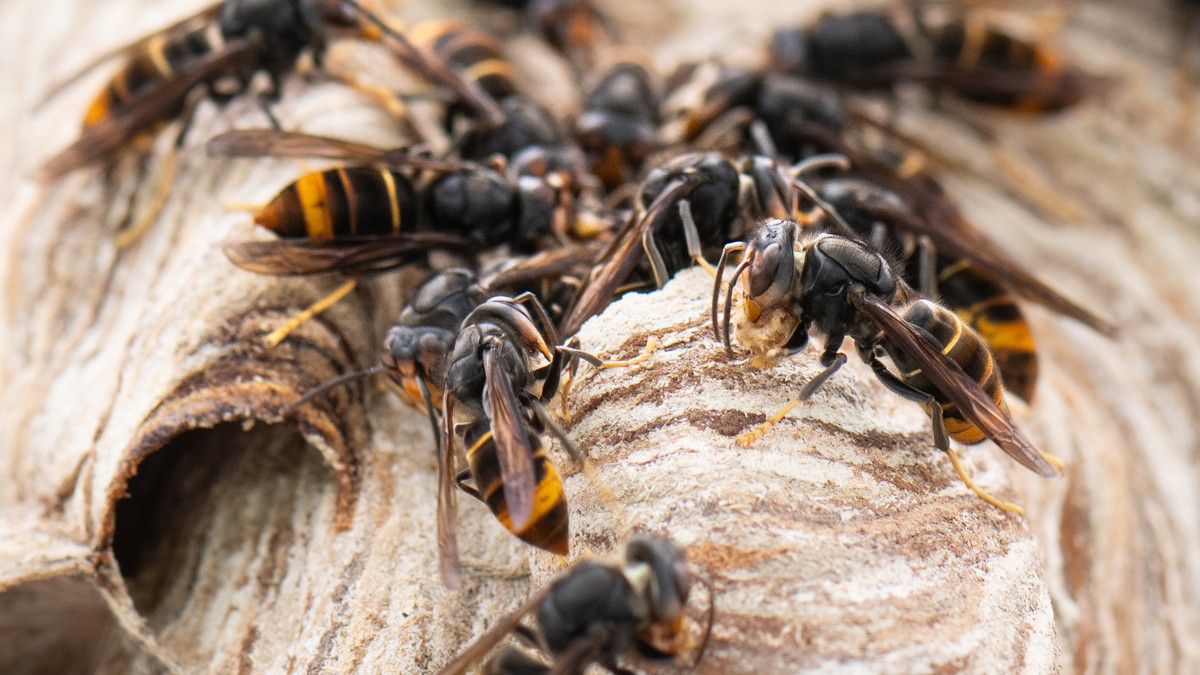 PRODUKTION - 09.08.2024, Hessen, Maintal: Asiatische Hornissen sitzen auf ihrem Nest. Die Asiatische Hornisse gilt als invasive Art, ihre Stiche sind deutlich schmerzhafter als die heimischer Insekten ...