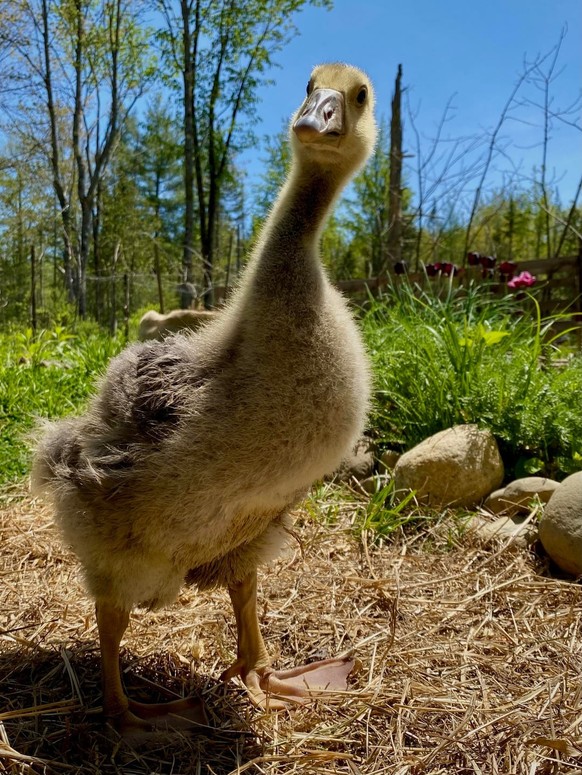 cute news tier

https://www.reddit.com/r/geese/comments/1px0gw8/my_little_menaces/#lightbox