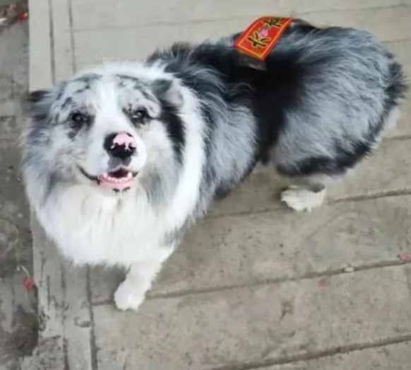 Chotou Hund China
