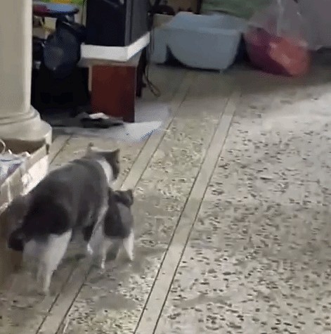 Animiertes GIF