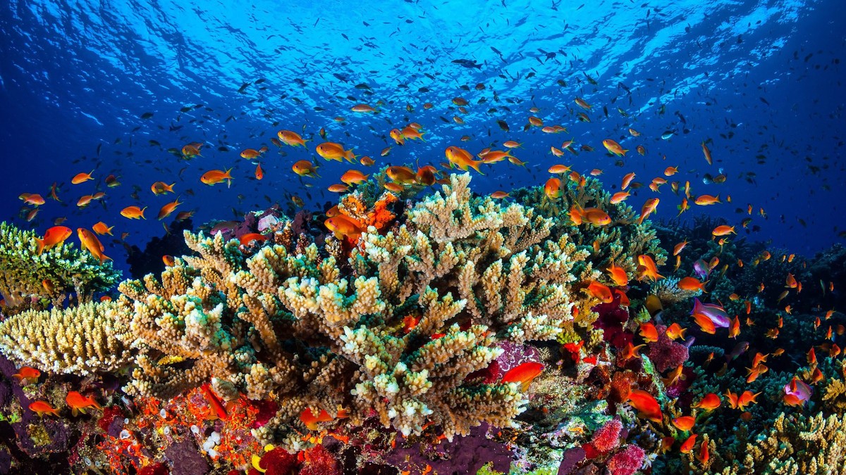 epa05136297 An undated handout picture made available by Australia's James Cook University (JCU) on 31 January 2016 shows marine life in the Great Barrier Reef, in the Coral Sea, off the coast of ...