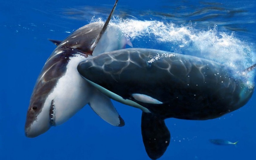 Orca kills Great White Shark