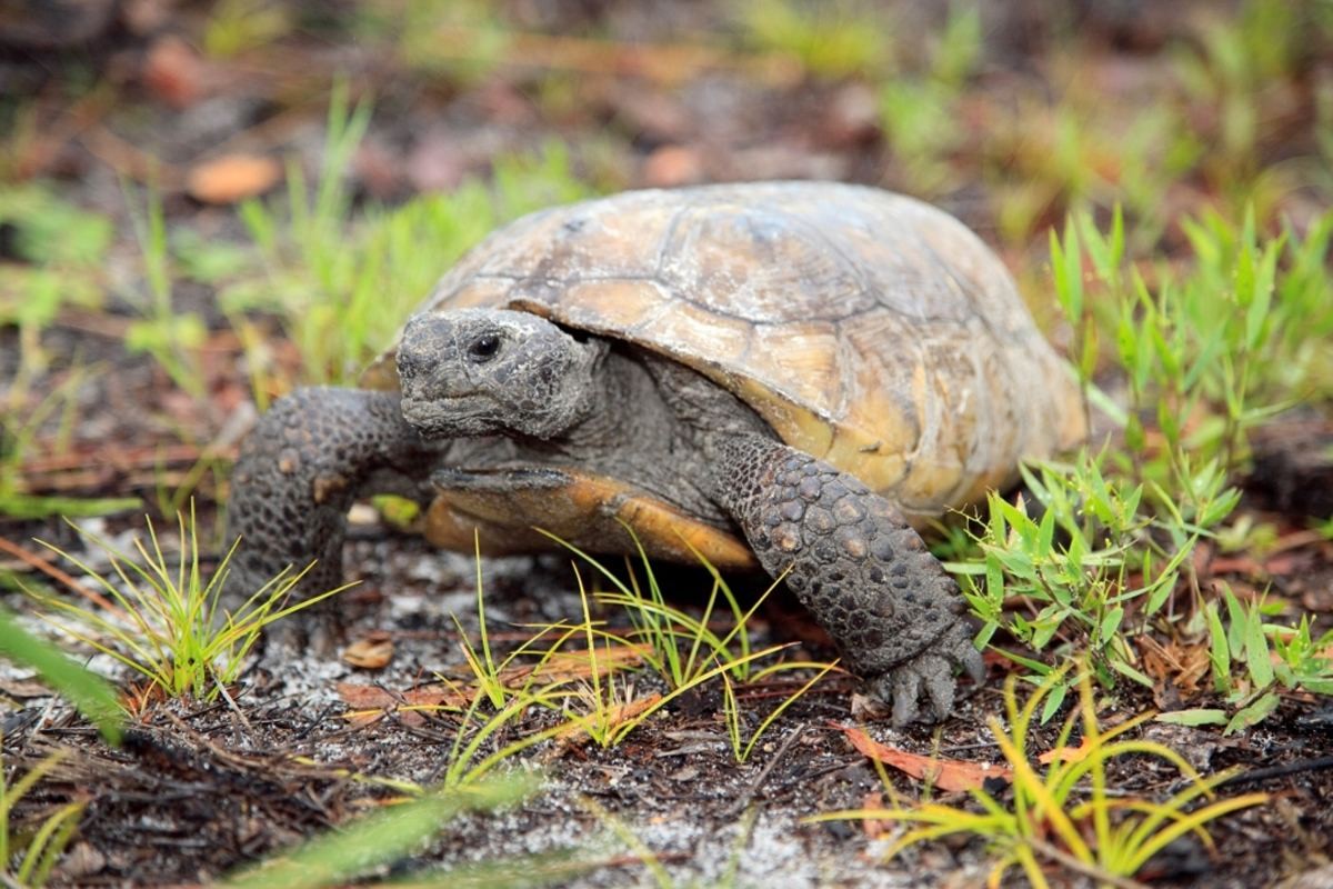 A gopher tortoise moves through freshly sprouted vegetation in this undated handout photo courtesy of Florida Fish and Wildlife Research Institute (FWC). Wildlife authorities in Florida caught a man w ...